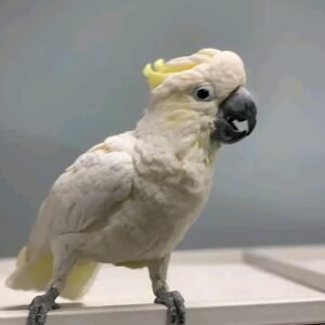 Umbrella Cockatoo Parrots For Sale