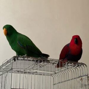 Friendly Eclectus parrots for sale