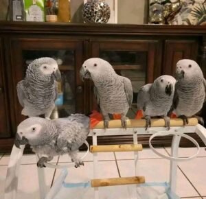 African grey parrots for sale