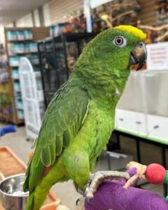 Amazon parrots for sale