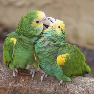 Amazon parrots for sale