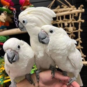 cockatoo parrots for sale