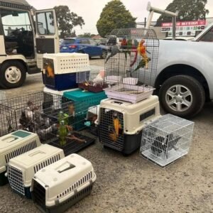 Hand-raised parrots for sale near me