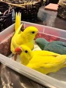 Indian Ringneck Parakeet Parrots for Sale