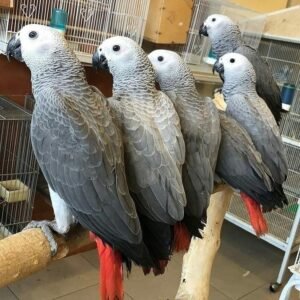 African grey parrots for sale