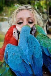 Blue and Gold Macaw parrots for sale online in uk