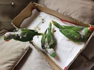 Eclectus Parrots for Sale