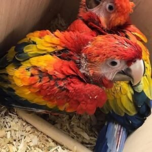 macaw parrots for sale