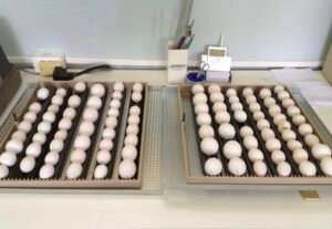 Fertile Parrot Eggs for Sale UK