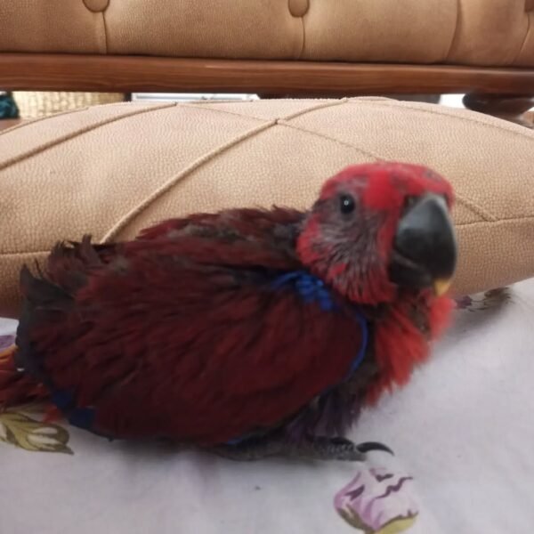 Eclectus Parrots for Sale