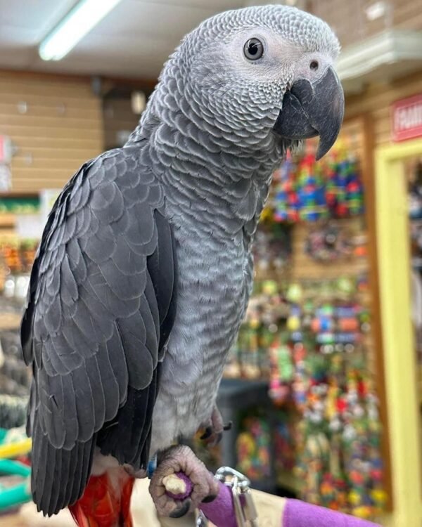 African grey parrots for sale