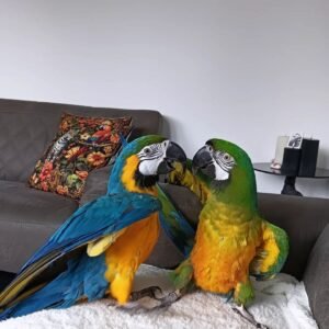 macaw parrots for sale