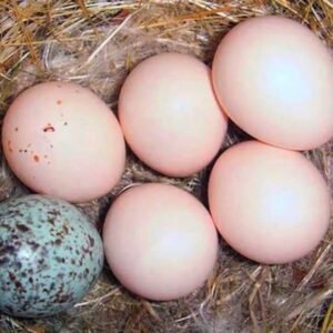 Fertile Parrot Eggs for Sale