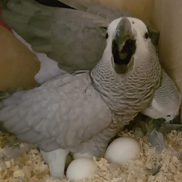 Fertile Parrot Eggs for Sale