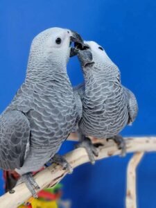 African grey parrots for sale