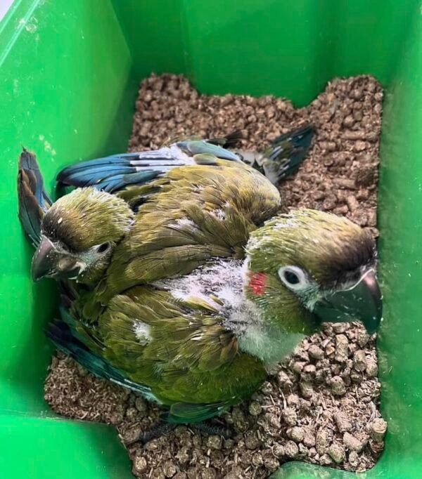 Amazon parrots for sale