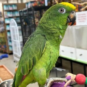 Amazon parrots for sale