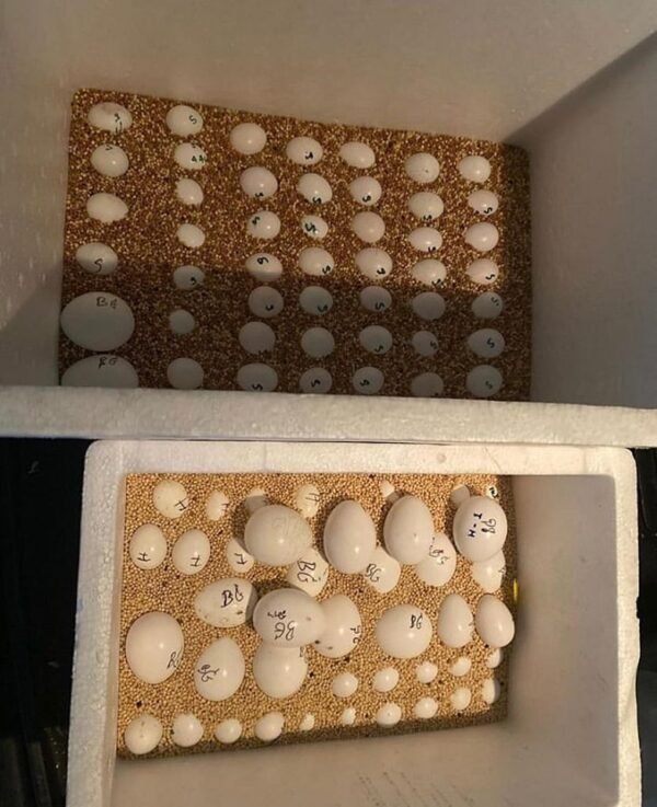 Fertile Parrot Eggs for Sale