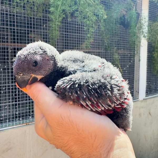 Eclectus Parrots for Sale