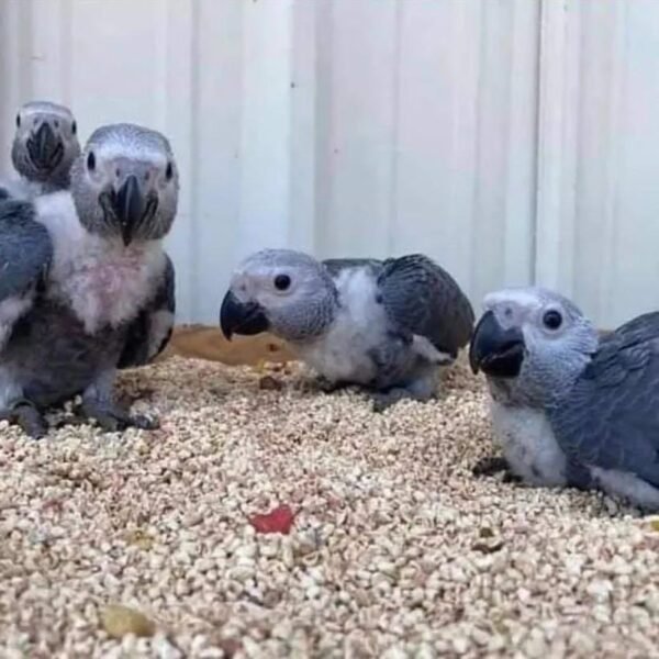 African grey parrots for sale