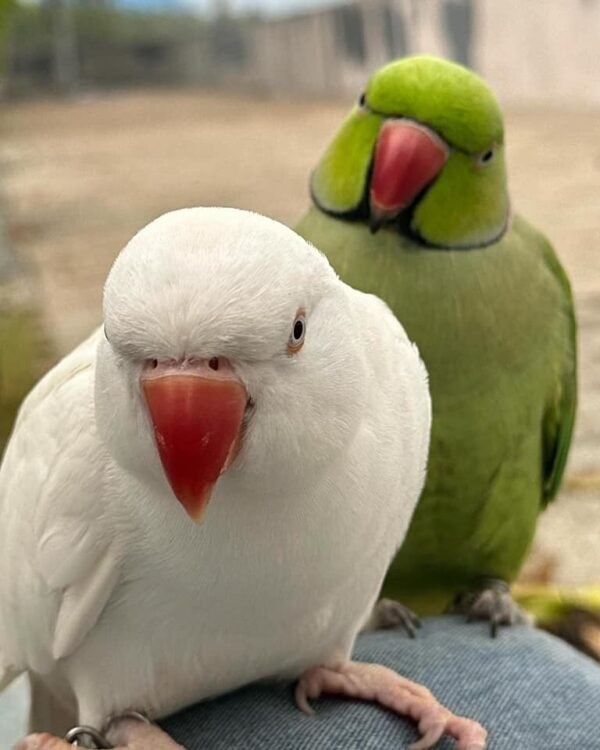 Indian Ringneck Parakeet Parrots for Sale