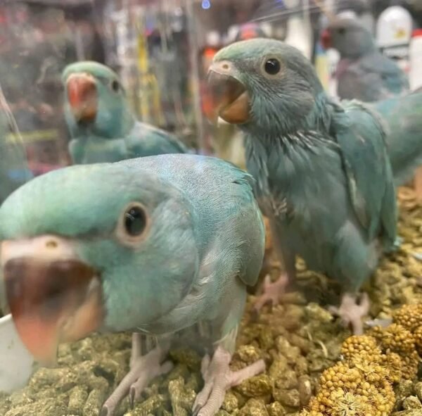 Indian Ringneck Parakeet Parrots for Sale
