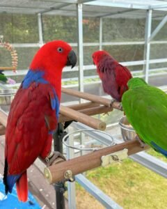 Eclectus parrots for sale