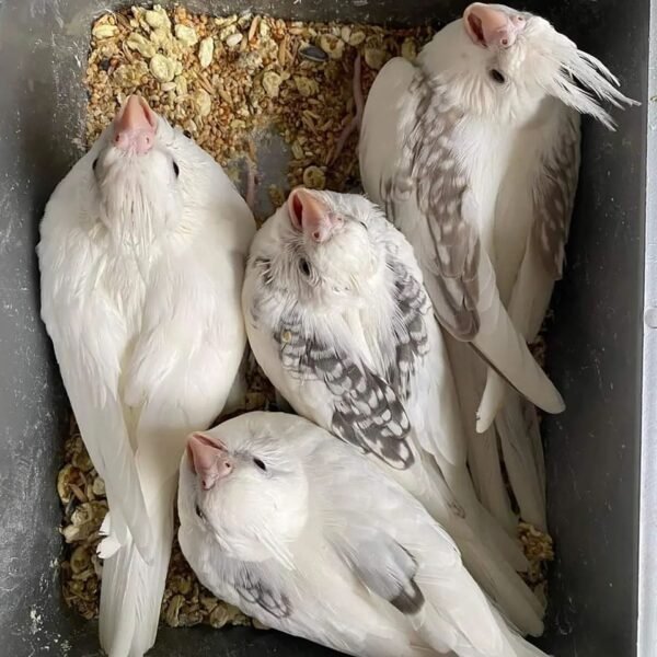 cockatoo parrots for sale