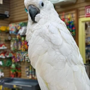 cockatoo parrots for sale