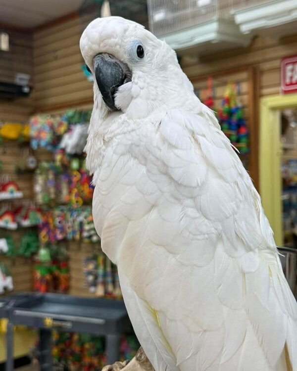 cockatoo parrots for sale