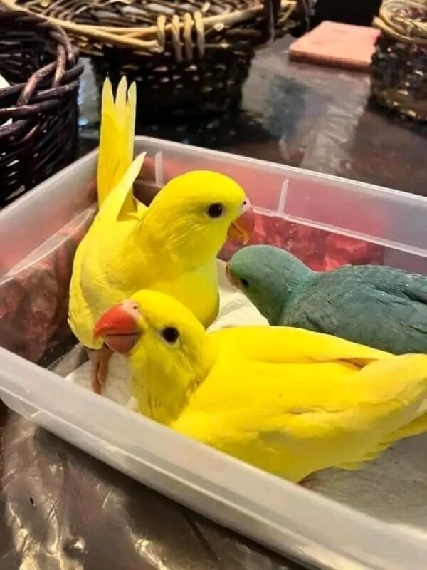 Indian Ringneck Parakeet Parrots for Sale