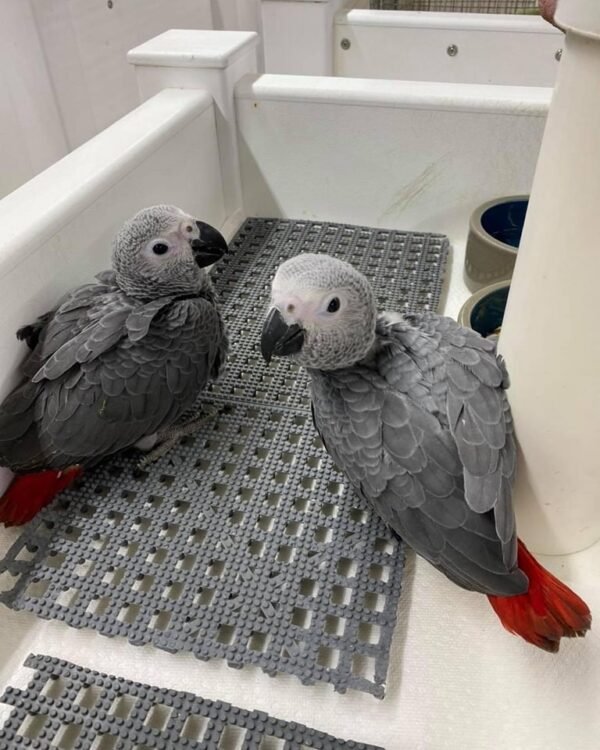 African grey parrots for sale