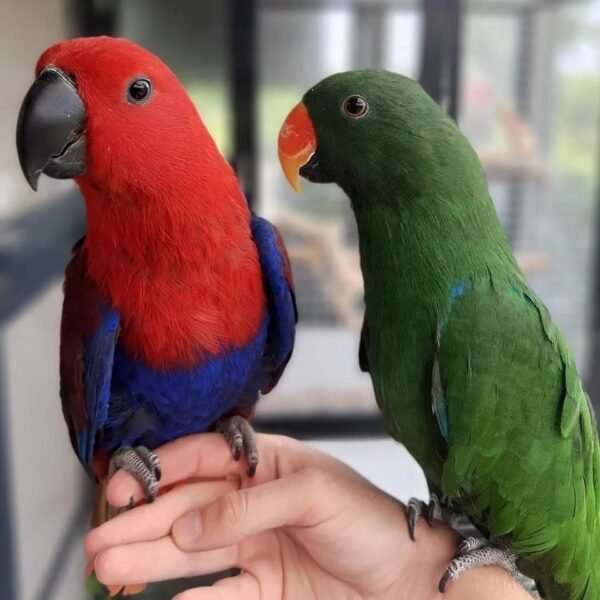 Eclectus Parrots for Sale