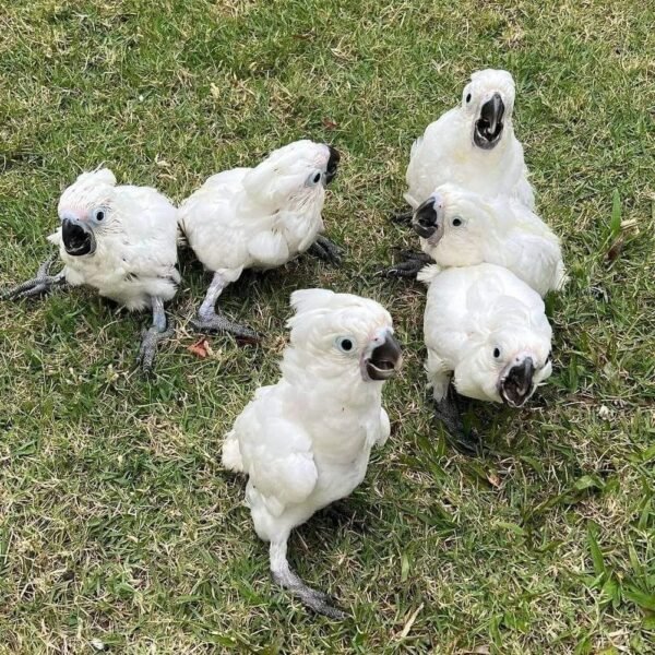 cockatoo parrots for sale