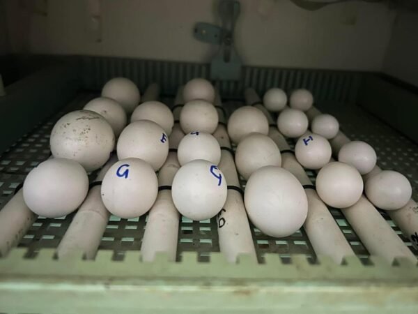 Fertile Parrot Eggs for Sale