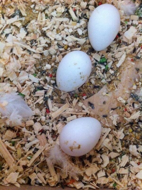 Fertile Parrot Eggs for Sale