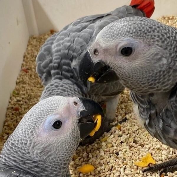 African grey parrots for sale