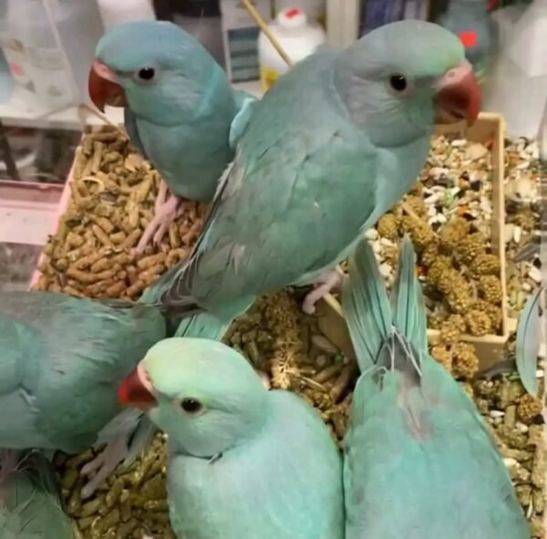 Indian Ringneck Parakeet Parrots for Sale