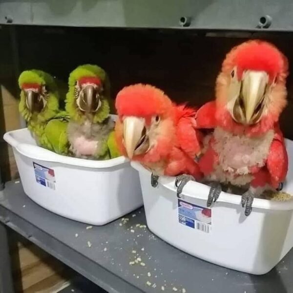 macaw parrots for sale