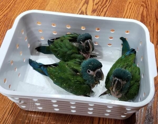 Amazon parrots for sale