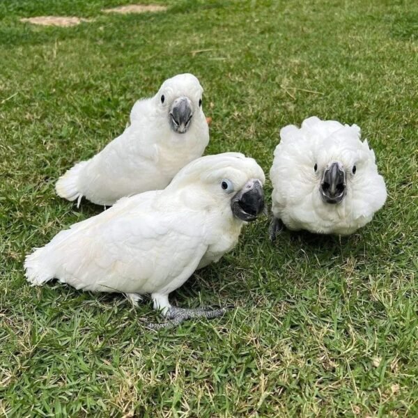 cockatoo parrots for sale