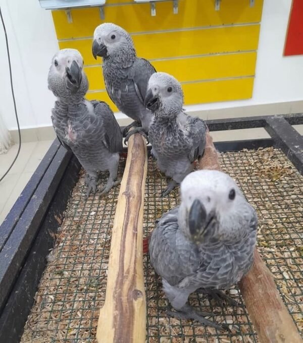 African grey parrots for sale