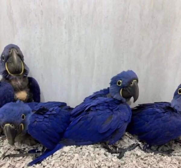 macaw parrots for sale