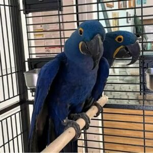 macaw parrots for sale