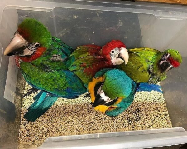 macaw parrots for sale