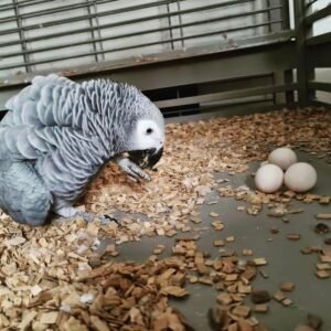 Fertile African Grey Parrot Eggs UK
