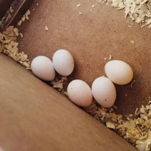Fertile Australian King Parrot Eggs UK