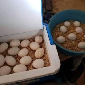 Fertile Black Palm Cockatoo Eggs UK