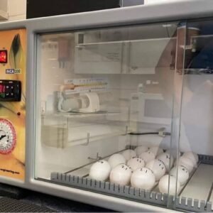 Fertile Blue and Gold Macaw Eggs UK