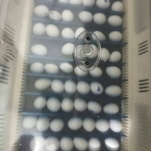 Fertile Moluccan Eclectus Parrot Eggs UK